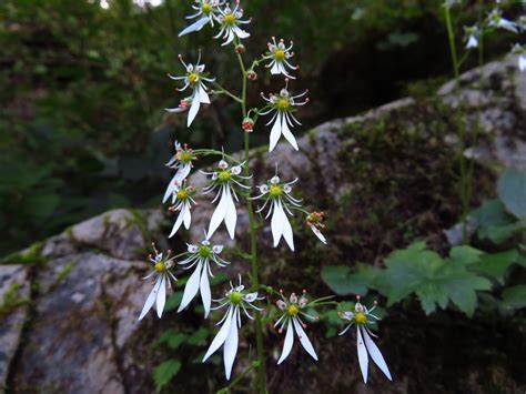 人字草|ジンジソウ（人字草） (Saxifraga cortusifolia)の特徴,育て方,花言葉